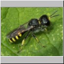 Ectemnius lapidarius - Grabwespe w02.jpg